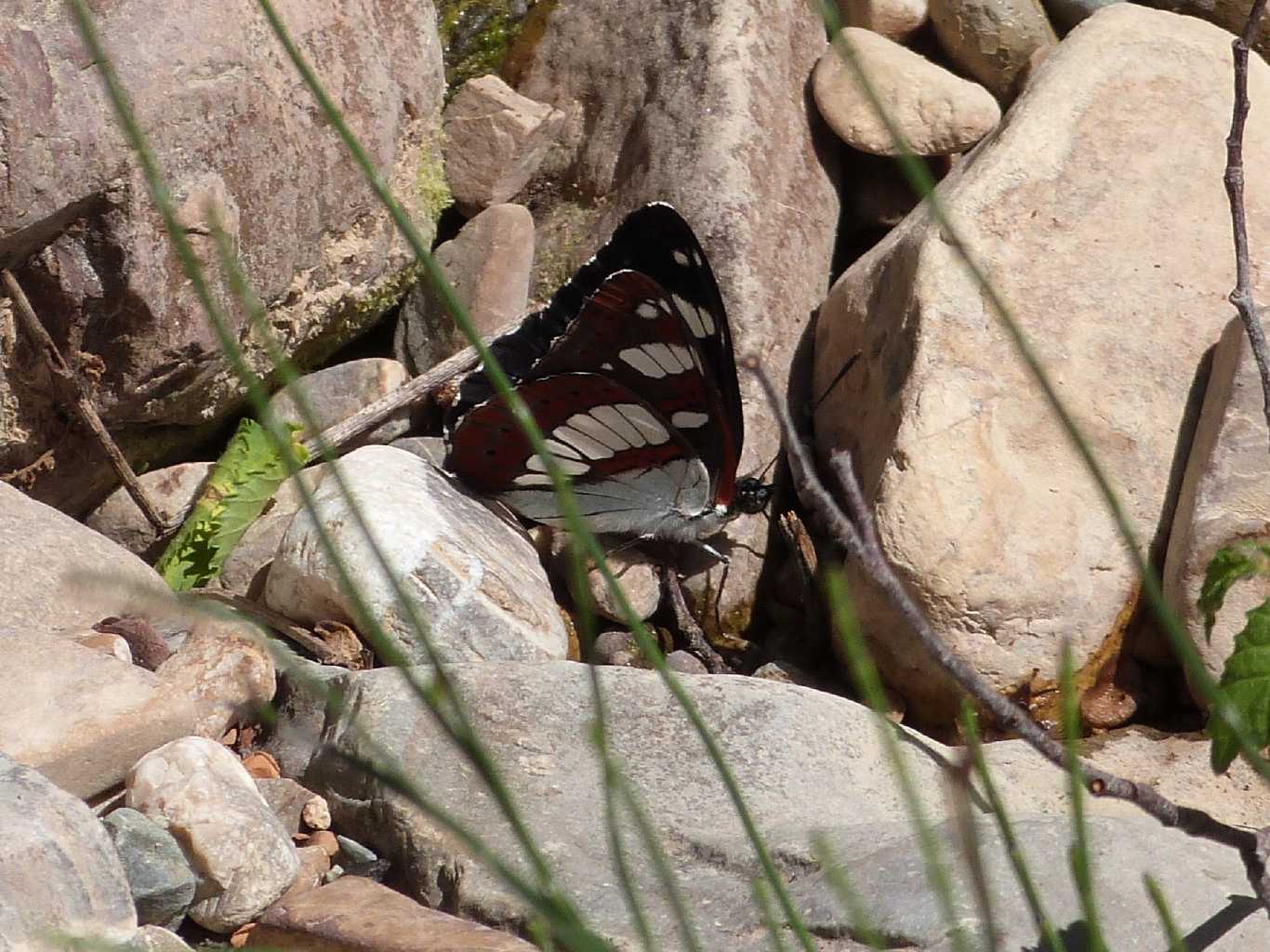 Limenitis reducta  - Tolfa (RM)